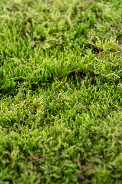 Moos, Lappenmoos zum dekorieren, Flachmoos, Premium Moos kaufen bei dekogreen.de