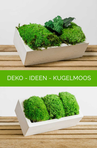 Premium Kugelmoos - Moos zum dekorieren - frisches Bollenmoos, Polstermoos, Dekomoos