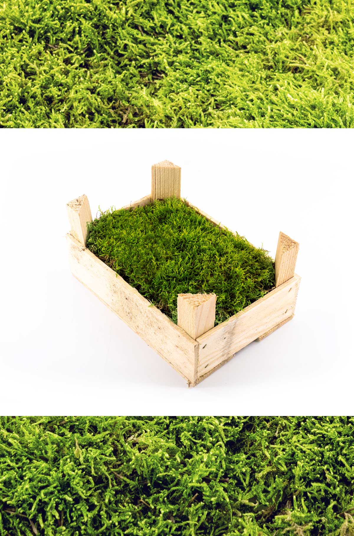 Holzkiste - Flachmoos zum dekorieren - frisches Moos, natürliches Moos zum Basteln - ab 200g Moos