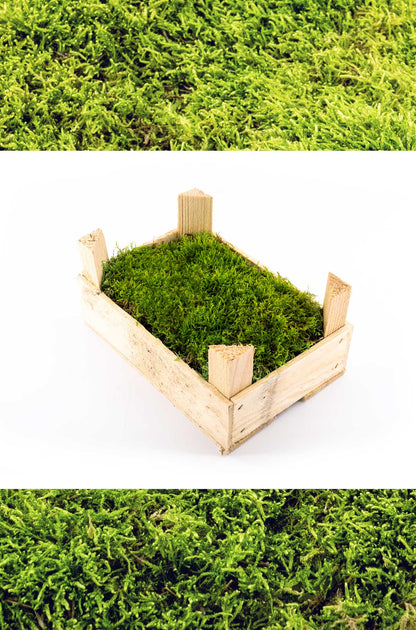 Holzkiste - Flachmoos zum dekorieren - frisches Moos, natürliches Moos zum Basteln - ab 200g Moos