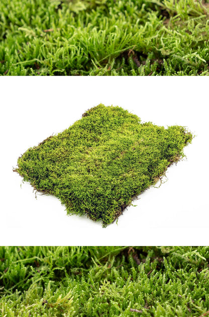 Holzkiste Flachmoos zum dekorieren - frisches Moos, natürliche Moos ab 200g
