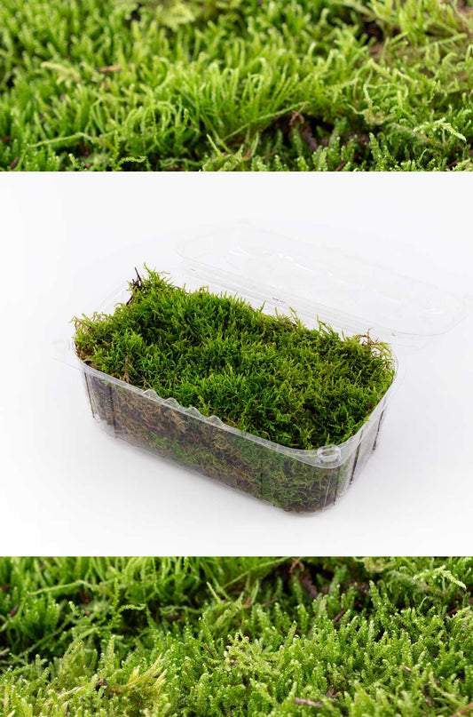 Moos, Flachmoos zum dekorieren - frisches Moos, natürliches Moos zum Basteln - ab 200g Moos
