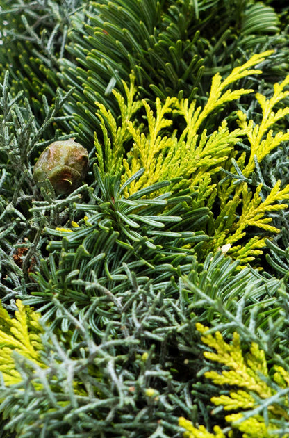 Tannenkranz - Mixtellerkranz Nobilis-Konifere - Adventskranz - einseitig gebunden