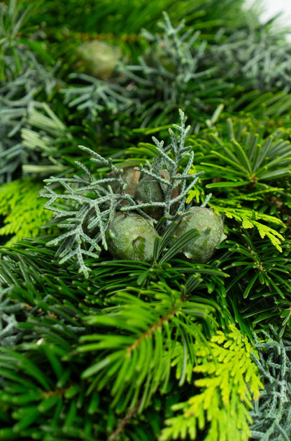 Tannenkranz - Mixtellerkranz Nordmann-Konifere - Adventskranz - einseitig gebunden