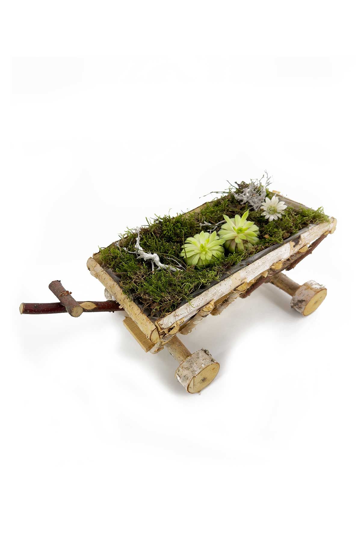 Flachmoos, Plattenmoos, Lappenmoos, Deko Ideen von dekogreen.de